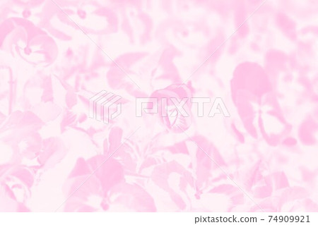 Pale pink background with pansies flower pattern 74909921
