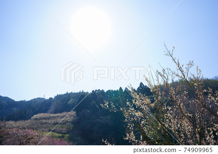 梅林橋(德島縣吉野川市) 梅林橋(德島縣吉野川市) 74909965