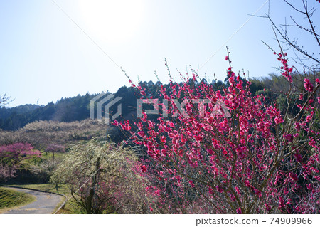梅林橋(德島縣吉野川市) 梅林橋(德島縣吉野川市) 74909966