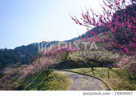 梅林橋(德島縣吉野川市) 梅林橋(德島縣吉野川市) 74909967