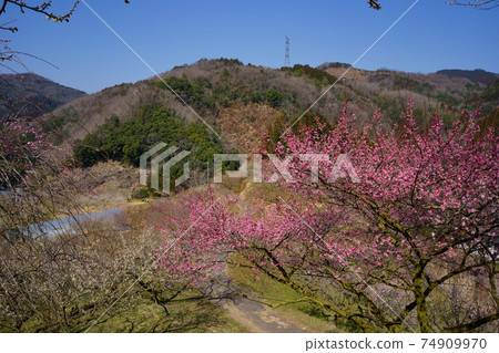梅林橋(德島縣吉野川市) 梅林橋(德島縣吉野川市) 74909970