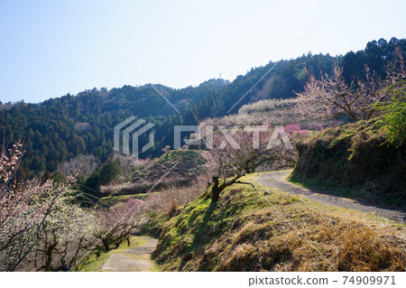 梅林橋(德島縣吉野川市) 梅林橋(德島縣吉野川市) 74909971