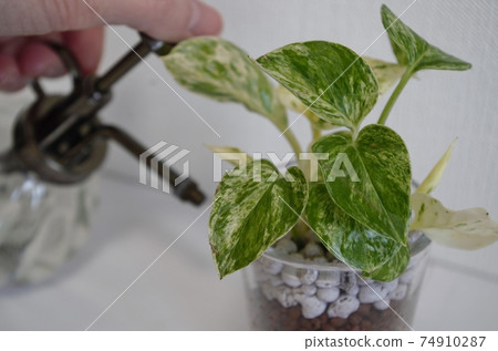 澆灌觀葉植物 74910287