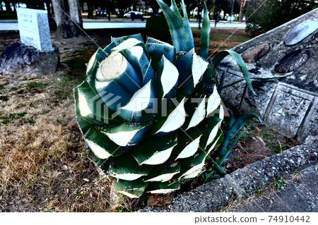 Growing agave 74910442