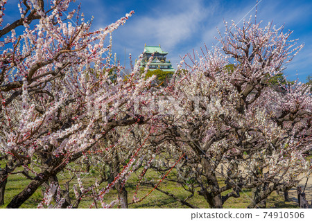 大阪城梅林公園 照片素材 圖片 圖庫