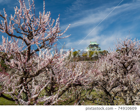 大阪城梅林公園 照片素材 圖片 圖庫