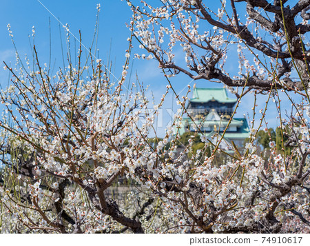 大阪城梅林公園 照片素材 圖片 圖庫