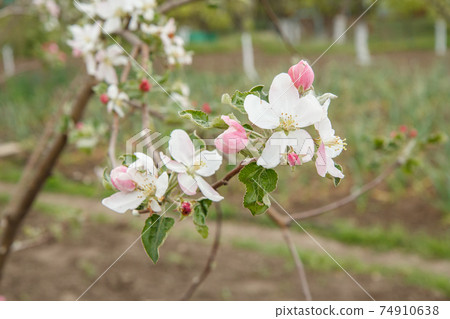 Flowering branch of apple. The small leaves and pink flowers. 74910638