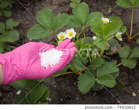 Farmer hand giving chemical fertilizer to young strawberry plants Farmer hand giving chemical fertilizer to young strawberry plants 74910652