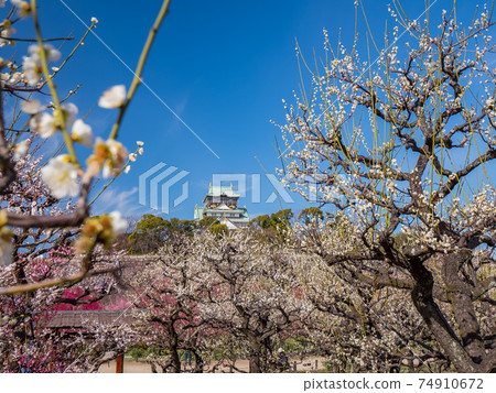 大阪城梅林公園 大阪城梅林公園 74910672