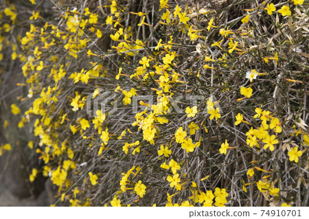 Winter jasmine in full bloom 74910701