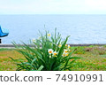 Narcissus flowers blooming on Tajima in the Seto Inland Sea 74910991