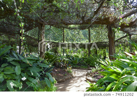 Pergola from Ficus benjamina in Royal Botanical Gardens, Peradeniya, Kandy, Sri Lanka 74911202