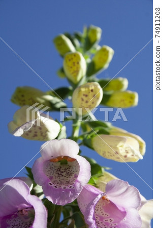 pink flower of digitalis with blue sky background pink flower of digitalis with blue sky background 74911208