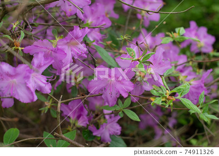 Purple Rhododendron Sugimoto ex  T.Yamaz blooming in a garden 74911326