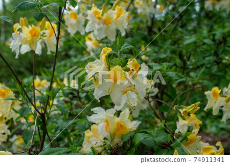 Yellow Rhododendron Toucan blooming in a garden 74911341