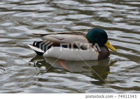 Mallards looking for food in the midwinter forest pond 74911343