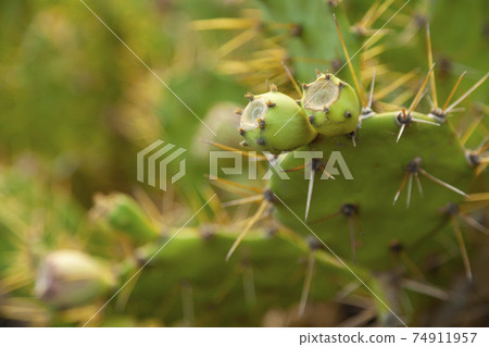 Specimen of Opuntia littoralis, island of La Palma, Canary Islands. 74911957
