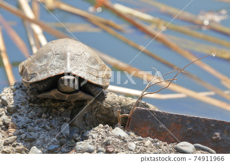 曬日光浴的烏龜從冬眠中醒來，烏龜曬乾其外殼 74911966