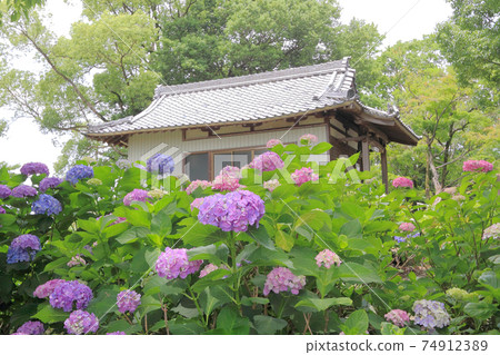Ongakuji寺的繡球花 Ongakuji寺的繡球花 74912389