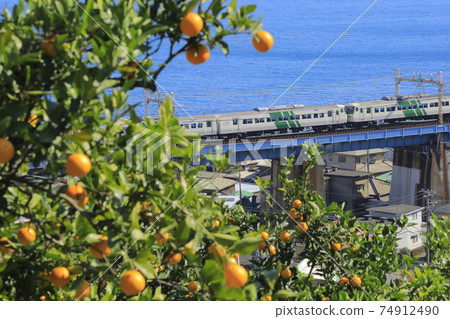 Mandarin orange field that grows along Sagami Bay Mandarin orange field that grows along Sagami Bay 74912490