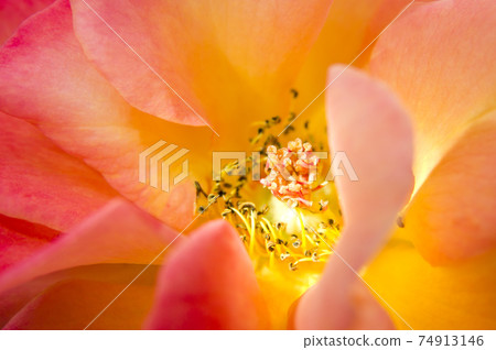 Orange roses are in bloom in the rose garden. The name of this rose is Subneil de Anne Frank. Orange roses are in bloom in the rose garden. The name of this rose is Subneil de Anne Frank. 74913146