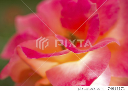 Red and yellow roses are in bloom in the rose garden. The name of this rose is Subneil de Anne Frank. Red and yellow roses are in bloom in the rose garden. The name of this rose is Subneil de Anne Frank. 74913171