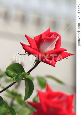 玫瑰紅 玫瑰紅 74913469