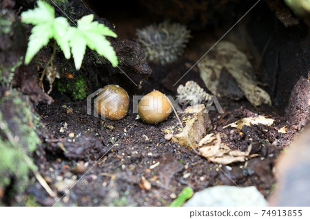 Two acorns Two acorns 74913855
