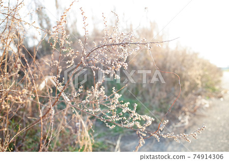 冬季枯草景觀 74914306