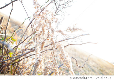 Winter dead grass landscape Winter dead grass landscape 74914307