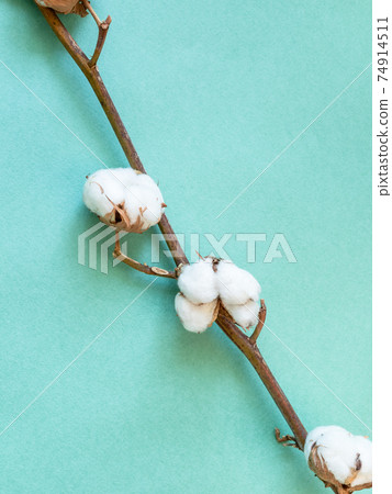 natural twig of ripe cotton plant on green paper 74914511