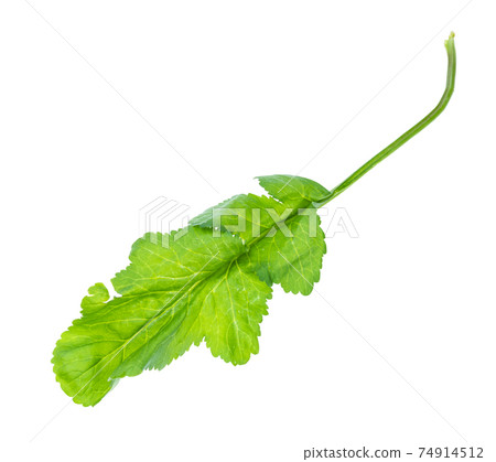 leaf of tsitsmati herb (caucasian garden cress leaf of tsitsmati herb (caucasian garden cress 74914512