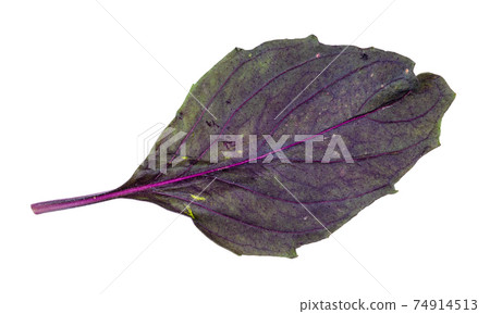 back side of leaf of fresh dark purple basil 74914513