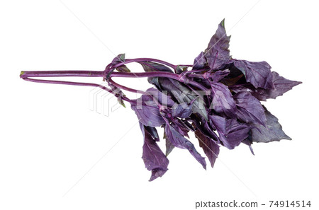 twig of fresh dark purple basil cutout on white 74914514