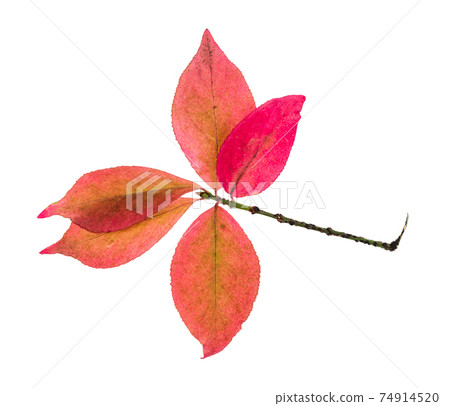 twig with pink leaves of Euonymus shrub in autumn twig with pink leaves of Euonymus shrub in autumn 74914520