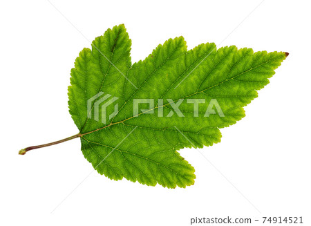 natural green with yellow leaf of ninebark shrub natural green with yellow leaf of ninebark shrub 74914521