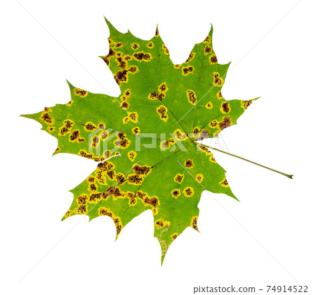 natural diseased leaf of maple tree in cutout natural diseased leaf of maple tree in cutout 74914522