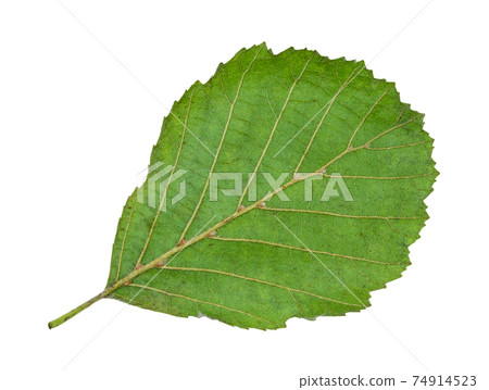 back side of natural green leaf of alder tree back side of natural green leaf of alder tree 74914523