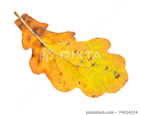 autumn yellow oak leaf cutout on white autumn yellow oak leaf cutout on white 74914524