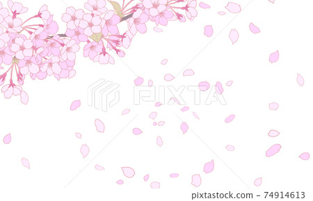 Cherry blossom illustration background material 07 Cherry blossom illustration background material 07 74914613