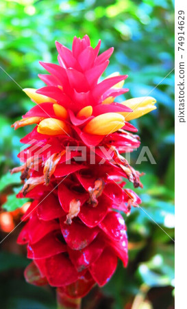 Costus Barbatus Costus Barbatus 74914629
