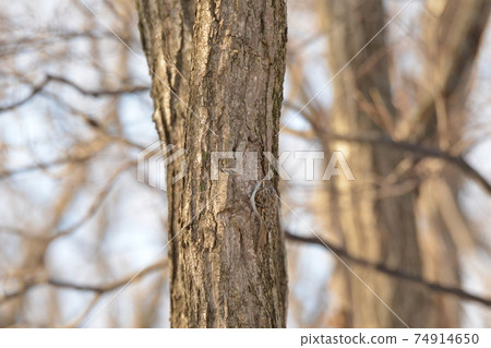 Midwinter Hokkaido forest, treecreeper looking for food 74914650