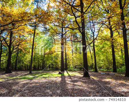 oak trees on forest meadow lit by sun in autumn oak trees on forest meadow lit by sun in autumn 74914810