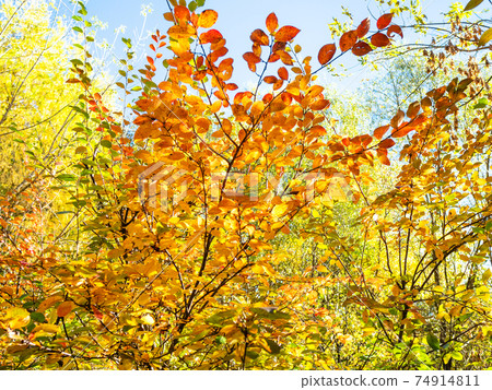 orange leaves on branch lit by sun in forest orange leaves on branch lit by sun in forest 74914811