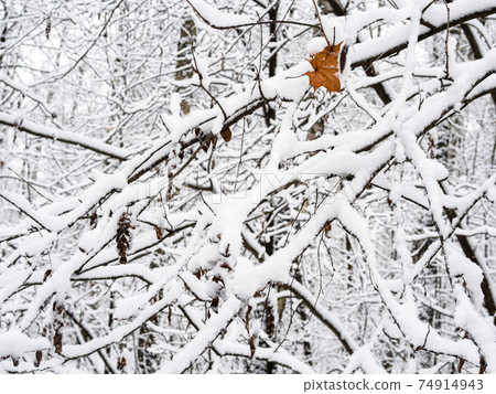 snow-covered tree branches close up in snowy park 74914943