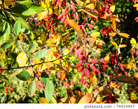 Berberis twigs with ripe red fruits close up 74914947