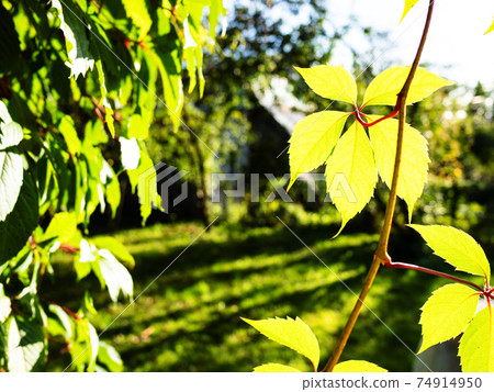 leaves of Parthenocissus lit by sun and backyard leaves of Parthenocissus lit by sun and backyard 74914950