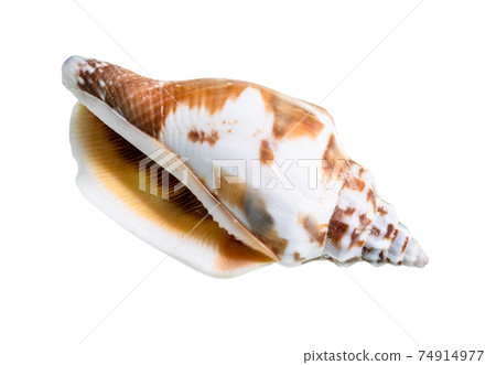 dried empty shell of whelk mollusc cutout on white dried empty shell of whelk mollusc cutout on white 74914977