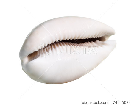 dried empty pink shell of cowry cutout on white 74915024